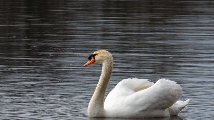 Лебеди вернулись на воронежские водоёмы в преддверии ранней весны