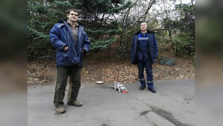 В Воронеже упавшую в колодец кошку спасли с помощью докторской колбасы
