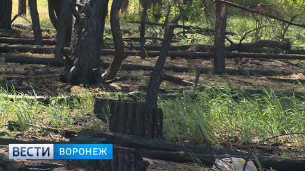В Воронежской области объявлен четвёртый класс пожарной опасности