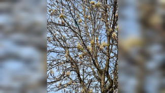 В Воронеже неожиданно зацвели каштаны