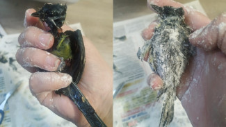 В Воронеже 2 синицы попали в смертельную клеевую ловушку