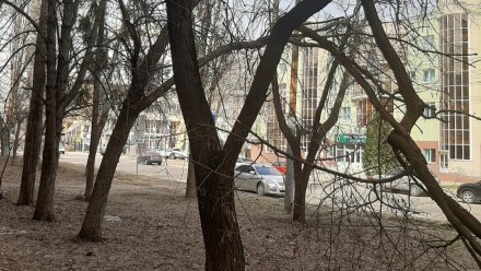 Воронежцы пожаловались на опасное дерево в центре города