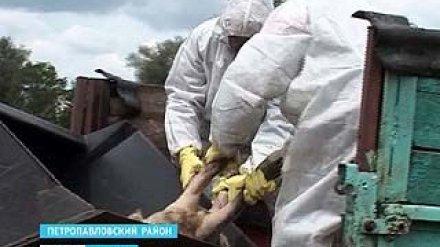 Жители Воронежской области выбрасывают трупы погибших животных в овраги