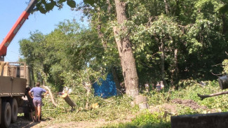 Жители воронежского райцентра сообщили о вырубке деревьев под сквер при храме