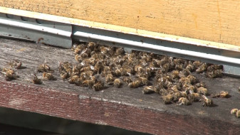 Воронежский пасечник доказал возможную причастность института им. Докучаева к гибели пчёл 