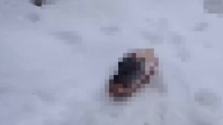 Воронежцы сообщили об отрезанной голове собаки на кладбище в Графской