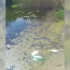 Пляж в Острогожске превратился в канализационный отстойник