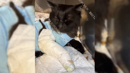 Пострадавшему в воронежской ветклинике коту сделали операцию