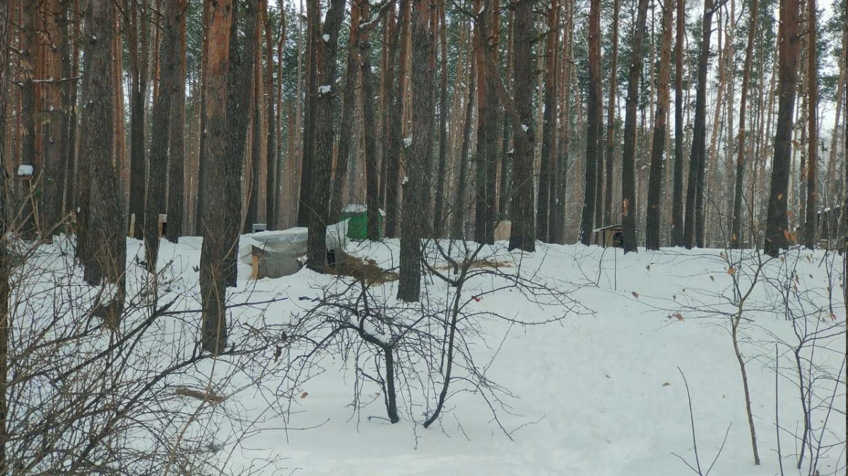 Массово установленные будки для собак рассорили жителей Борового в Воронеже  – Новости Воронежа и Воронежской области – Вести Воронеж