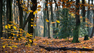 Тело пропавшего без вести нашли в Воронежской области