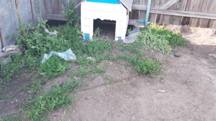 СК выяснит, по чьей вине собака в воронежском селе загрызла годовалого мальчика