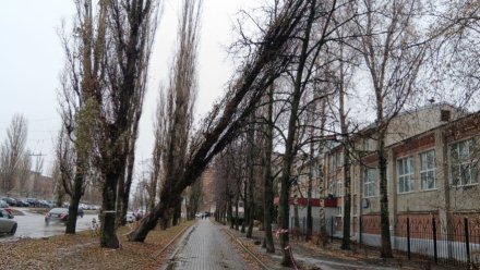 Опасное дерево у медицинского колледжа в Воронеже спилили