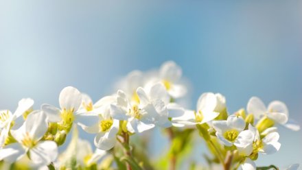 Когда в Воронежскую область вернётся долгожданное весеннее тепло