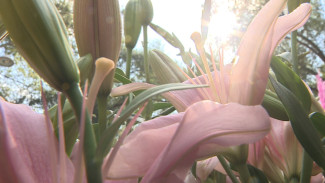 За один день фестиваль «Город-сад» в Воронеже посетили 50 тыс. человек