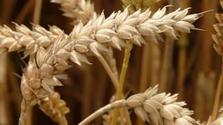 В Воронежскую область попытались ввезти заражённую грибком пшеницу