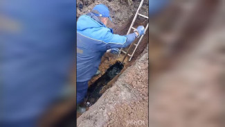 Около 1,5 кубометра влажных салфеток достали из коллектора в Павловске