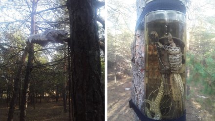 Воронежцы нашли в лесу череп и банку с мёртвой змеёй