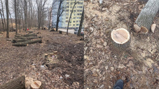 Воронежцев возмутила вырубка деревьев на улице Шишкова