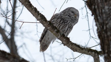 Редкую уральскую неясыть заметили в воронежском заповеднике