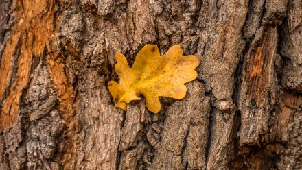 Владелец турбазы выплатил воронежцу полмиллиона за испорченный автомобиль