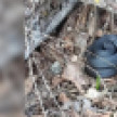 Змеи раньше обычного вышли из спячки в Воронежской области