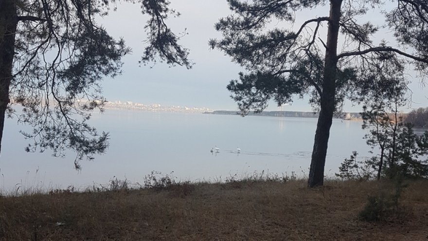Воронежцы сообщили о терпящих бедствие лебедях и утках, не улетевших на зимовку