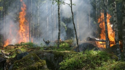 В Воронежской области после падения БПЛА вспыхнул лес 