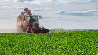 «Продимекс» вывезет на свеклопункты заводов более 4 млн тонн стратегической культуры