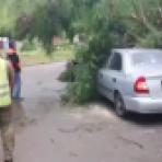 Воронежцы оставили 58 жалоб на рухнувшие деревья во время непогоды