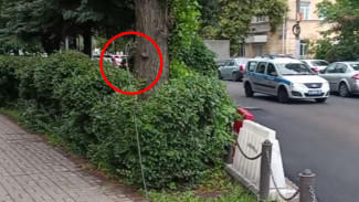 Провода ЛЭП оборвались и упали в кусты в центре Воронежа