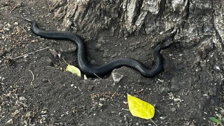 В Воронеже во дворе 4-этажки нашли гадюку