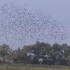 Над воронежским прудом сняли на видео огромное облако скворцов
