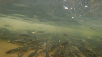 Более 360 тысяч мальков толстолобика выпустили в Воронежское водохранилище