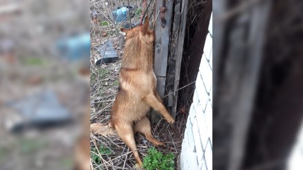 Волонтёры пообещали вознаграждение за помощь в поисках повесивших собаку живодёров