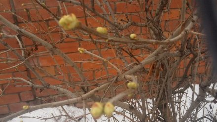 Из-за аномально тёплого января в Воронеже досрочно зазеленели деревья