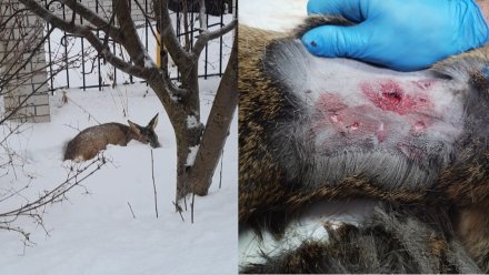 Ещё одна косуля стала жертвой бродячих собак в Воронежской области