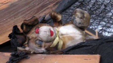 При пожаре в доме в Воронежской области пострадали две девочки