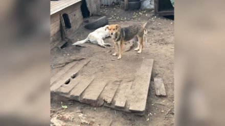  В историю с массовым убийством собак в воронежском приюте вмешалась полиция