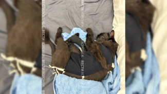 В Воронеже хозяйка умершего в ветклинике кота обратилась в суд