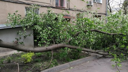 Воронежцы сообщили о 15 упавших из-за мощного ветра деревьях