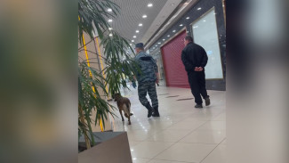 «Галерею Чижова» в Воронеже проверили с собакой