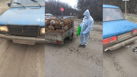 Нелегальное путешествие 20 овец из Волгограда закончилось в Воронеже