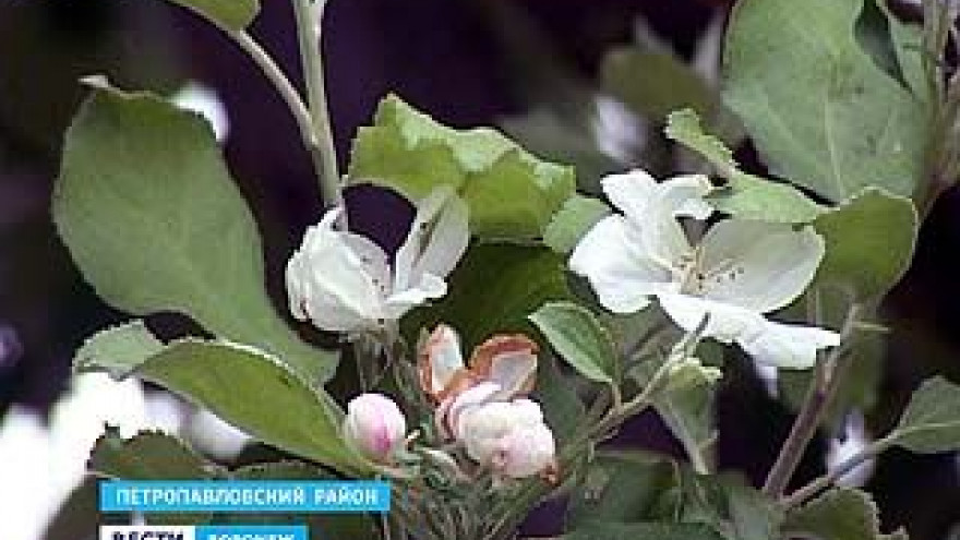 В селе старая Криуша зацвела яблоня