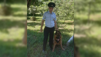 В Воронежской области пёс вышел на след избившего пенсионеров грабителя