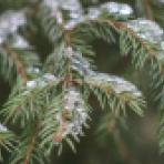 Прокуратура вернула государству 7 гектаров леса под Воронежем