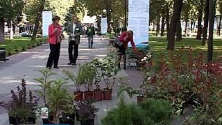 В Кольцовском сквере высадили деревья из Подгоренского питомника