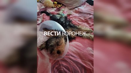 Щенку йорка сделали операцию в Липецке после жалоб хозяйки на воронежскую клинику