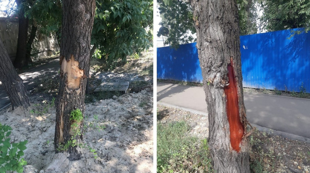 повреждение 6. кировск луганская область центрокуз. карагач ульяновская область. деревья волгоградской области. нарушение проницаемости мембран.