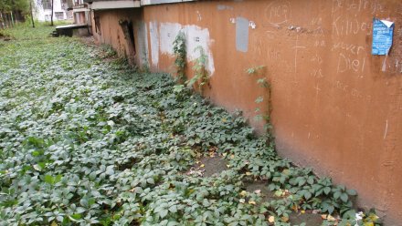 Стена многоэтажки в Воронеже поросла диким виноградом и плесенью