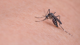 Комары, осы, шершни. Как воронежцам защититься от укусов насекомых